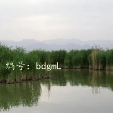 û